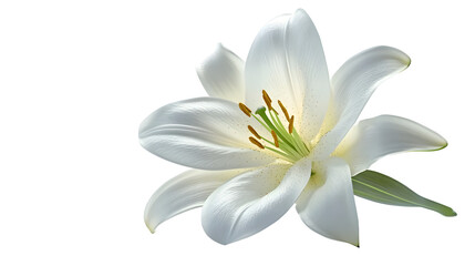 A beautiful white lily flower isolated on a white background, showcasing its delicate petals and natural elegance