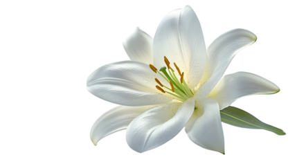 A beautiful white lily flower isolated on a white background, showcasing its delicate petals and natural elegance