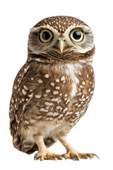 Naklejka premium an owl, isolated on a transparent background, portrait-oriented, close-up photography