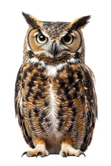 Obraz premium an owl, isolated on a transparent background, portrait-oriented, close-up photography