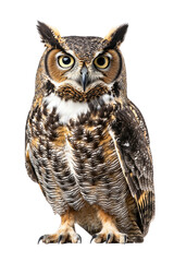 Fototapeta premium an owl, isolated on a transparent background, portrait-oriented, close-up photography