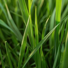 Obraz premium Close-up of Green Grass Highlighting Blade Details and Structure