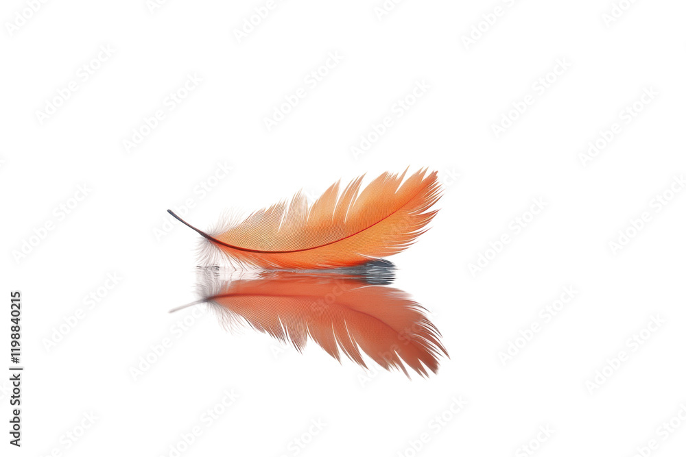 Aufkleber delicate orange feather resting on smooth surface with soft reflection in calm light