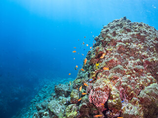 ウミトサカ（ソフトコーラル）他が生えるドロップオフのキンギョハナダイ（ハナダイ亜科）ソラスズメダイ（スズメダイ科）他群れ
英名学名：
Sea Goldie (Pseudanthias squamipinnis)
Heavenly Damselfish (Pomacentrus coelestis)
Alcyonacea
静岡県伊豆半島賀茂郡南伊豆町中木ヒリゾ浜2024年
