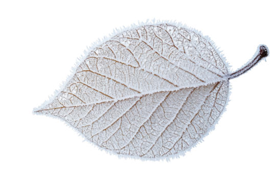 Frost-covered leaf showcasing intricate details of nature during winter in a cold environment
