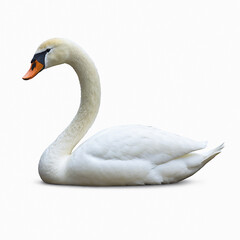 swan