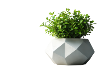 Modern geometric planter with lush green plant creates a vibrant decor accent for indoor settings