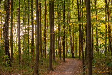 forest in the morning