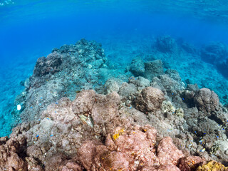 高海水温が続いているのでサンゴの白化現象が起きている。
岩場に集まる、大きなアカハタ（ハタ科）と美しいソラスズメダイ（スズメダイ科）他の群れ
英名学名：Large Blacktip Grouper (Epinephelus fasciatus)
Heavenly Damselfish (Pomacentrus coelestis)
静岡県伊豆半島賀茂郡南伊豆町中木ヒリゾ浜2024年
