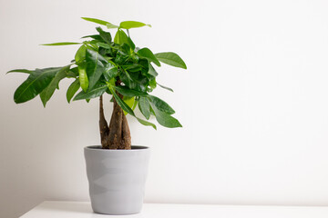 A Pachira aquatica plant growing in a grey pot standing on white dresser table in a room at home