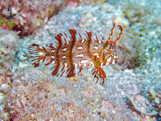 可愛いオビテンスモドキ（ベラ科）の幼魚他。
英名学名：Rockmover wrasse, Novaculichthys taeniourus

静岡県伊豆半島賀茂郡南伊豆町中木ヒリゾ浜2024年
