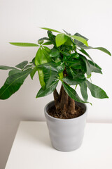 A Pachira aquatica plant growing in a grey pot standing on white dresser table in a room at home