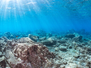 波打ち際の美しく大きなクロダイ（タイ科）、チョウチョウウオ（チョウチョウウオ科）他の群れ。
英名学名：Black Sea Bream (Acanthopagrus schlegelii)
Oriental ButterflyFish, Chaetodon aurites
静岡県伊豆半島賀茂郡南伊豆町中木ヒリゾ浜2024年
