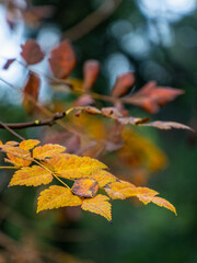 Yellow, reddish autumn leaves with blurred bokeh background. Fall has come once more.