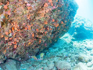 美しいアカヒメジ、ホウライヒメジ（ヒメジ科）他の群れ。イボヤギ（キサンゴ科）の群生。
英名学名：Yellowfin goatfish (Mulloidichthys vanicolensis)
Whitesaddle goatfish, Parupeneus ciliatus
静岡県伊豆半島賀茂郡南伊豆町中木ヒリゾ浜2024年
