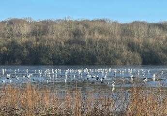 Birds on lake with trees in background and reeds in foreground in winter