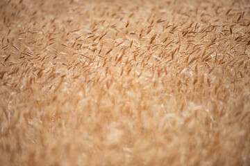 Wheat background. The agriculture. Gold sprouts of wheat in soil. Harvest in farm. Wheat field background. Background and texture for autumn harvest. Background of ripening ears of wheat field.