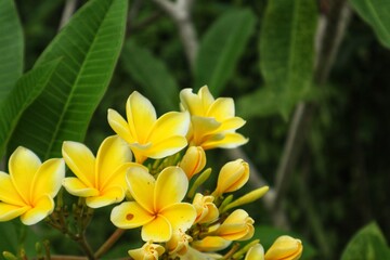 Yellow frangipani or Plumeria flowers are blooming beautifully, with a close view.