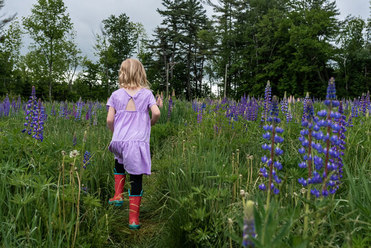 Child walking through a lush field of purple lupines and greenery.