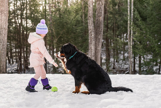 Girl playing with a large dog in the snow, holding a ball.