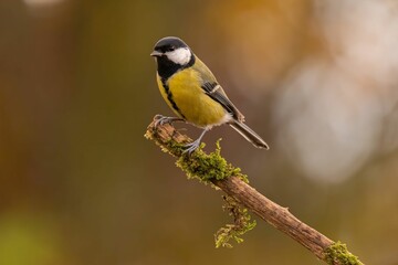 Great Tit perched on mossy branch, autumnal backdrop