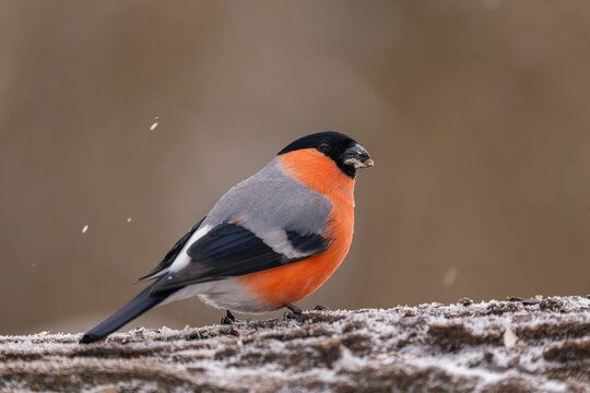 Stunning Bullfinch in Winter Wonderland