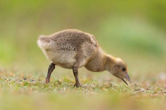 Adorable Gosling Foraging in Meadow