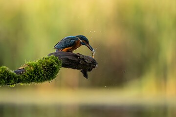 Kingfisher Feeding on a Mossy Branch