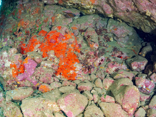 美しいキンセンイシモチ（テンジクダイ科）他の幼魚の群れ。
英名学名：Southern orange-lined cardinal fish (Ostorhinchus properuptus)
静岡県伊豆半島賀茂郡南伊豆町中木ヒリゾ浜2024年
