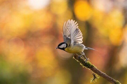 Great Tit in Autumnal Flight: A Moment of Serenity