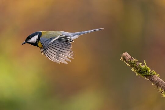Great Tit in Flight: A Moment of Serenity in Autumn