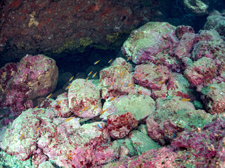 美しいキンセンイシモチ（テンジクダイ科）他の幼魚の群れ。
英名学名：Southern orange-lined cardinal fish (Ostorhinchus properuptus)
静岡県伊豆半島賀茂郡南伊豆町中木ヒリゾ浜2024年
