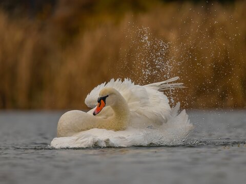 Fototapeta Majestic Swan's Graceful Water Dance: A Breathtaking