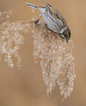 Snow Bunting on Common Reed