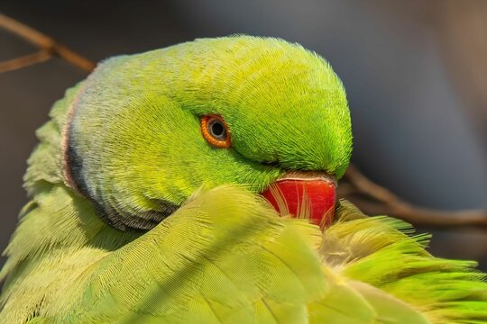 Vibrant Green Parrot Preening its Feathers