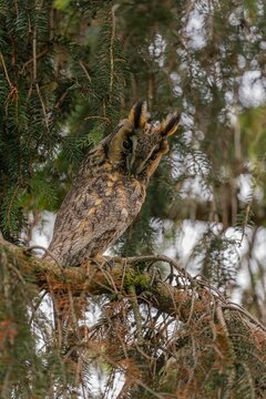 Long-eared Owl Perched on a Branch