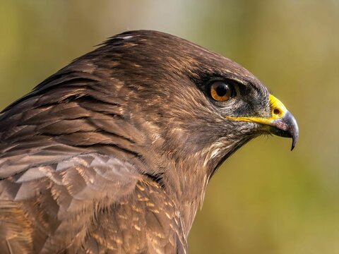 Magnificent Close-up of a Brown Hawk: A Stunning Portrait of a Raptor