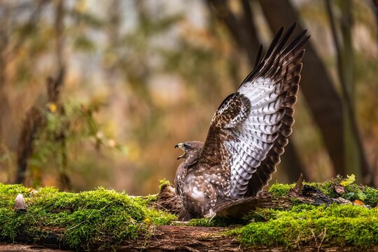 Majestic Buzzard in Autumnal Forest