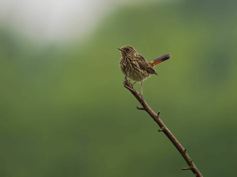 Common Stonechat Perched on a Branch