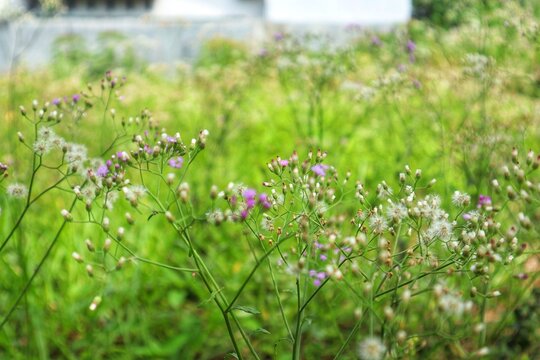 The sky mustard plant (Cyanthillium cinereum) is also called a weed plant that grows wild in the open.