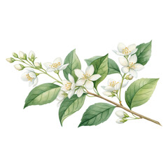 A delicate branch featuring vibrant green leaves and clusters of white flowers.