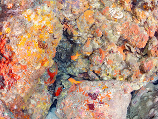 イボヤギ（ソフトコーラル）他が生えるドロップオフのキンギョハナダイ（ハナダイ亜科）ウツボ（ウツボ科）他群れ
静岡県伊豆半島賀茂郡南伊豆町中木ヒリゾ浜2024年
英名学名：Sea Goldie,Pseudanthias squamipinnis
Brutal Moray, Gymnothorax kidako
