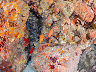 イボヤギ（ソフトコーラル）他が生えるドロップオフのキンギョハナダイ（ハナダイ亜科）ウツボ（ウツボ科）他群れ
静岡県伊豆半島賀茂郡南伊豆町中木ヒリゾ浜2024年
英名学名：Sea Goldie,Pseudanthias squamipinnis
Brutal Moray, Gymnothorax kidako
