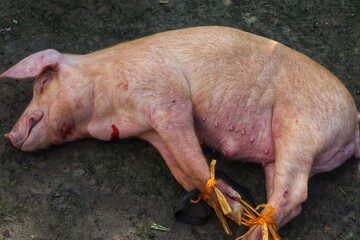 A pig that has just been slaughtered for cooking.
