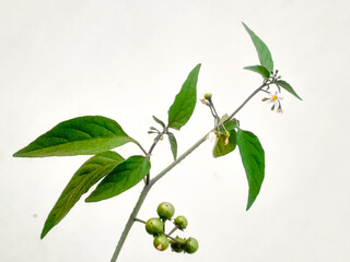 Macro view, black nightshade unripe fruit plant (solanum nigrum) isolated on white 