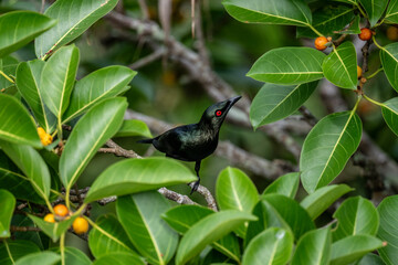 Starling Aplonis on a hunt in natural conditions on a summer day in Thailand