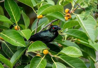 Starling Aplonis on a hunt in natural conditions on a summer day in Thailand