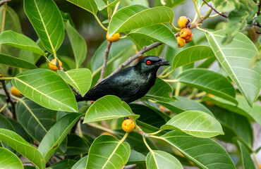 Starling Aplonis on a hunt in natural conditions on a summer day in Thailand