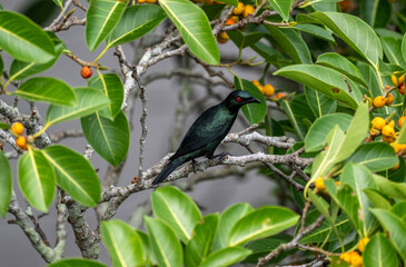 Starling Aplonis on a hunt in natural conditions on a summer day in Thailand