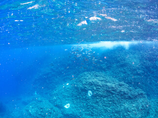 美しいメジナ（イスズミ科）、イサキ（イサキ科）他の群れ。
英名学名：Largescale Blackfish (Girella punctata)
Chicken Grunt, Parapristipoma trilineatum
静岡県伊豆半島賀茂郡南伊豆町中木ヒリゾ浜2024年
